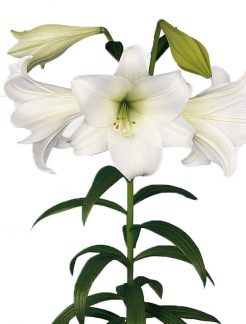 0003446_lillium-longiflorum-white-heaven