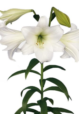 0003446_lillium-longiflorum-white-heaven