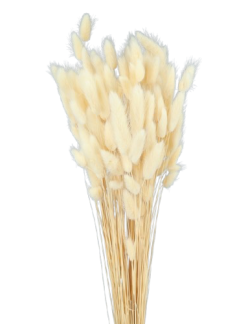 109867-removebg-preview