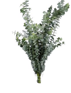 11238614_1-removebg-preview