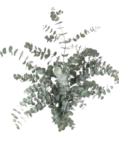 11238618_1-removebg-preview