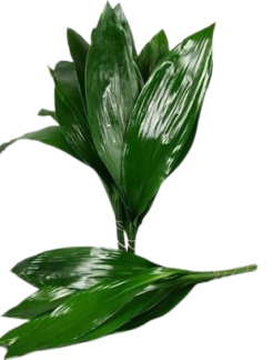 5b9eb446-307e-37a6-a19b-b74fd2ef1dab-removebg-preview