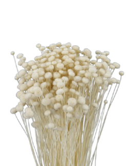 60312-removebg-preview