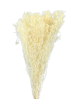 82110-removebg-preview