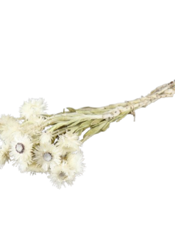 82635-removebg-preview