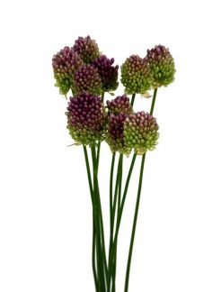 allium-bullet-70