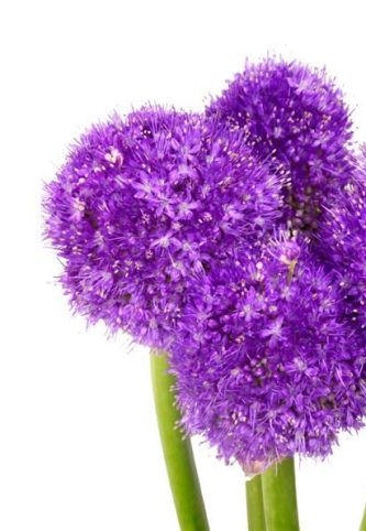 allium-morado