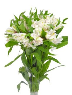 alstroemeria-standar-blanca