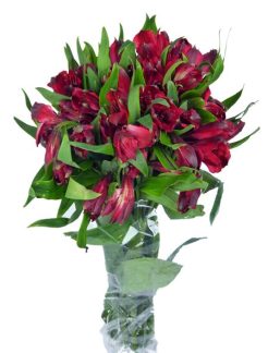 alstroemeria-standar-rojo