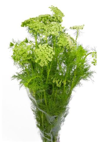 ammi-visnaga-70