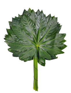 aralia-45-removebg-preview