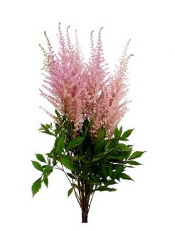 astilbe-erika-65