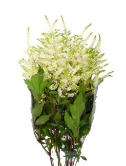 astilbe-whasingthon-65