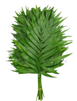 chico-jumbo-50-removebg-preview