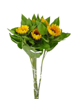 girasol-removebg-preview