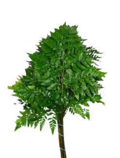 helecho-envasado-al-vacio-removebg-preview