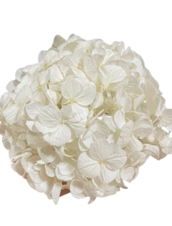 hortensia-blanca-preservada-15x15cm-removebg-preview