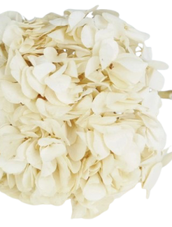 hortensia_blanco_marfil_1024x1024.webp-removebg-preview
