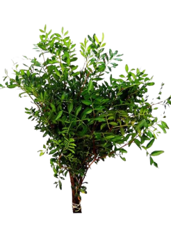 lentisco-removebg-preview