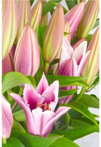 lilium-oriental-hol-paradero-85