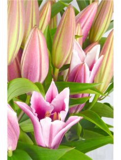 lilium-oriental-hol-paradero-85