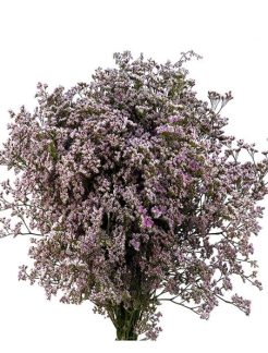 limonium-piuma-pink-touch-60
