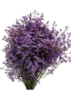 limonium-saf-pink-sky-70