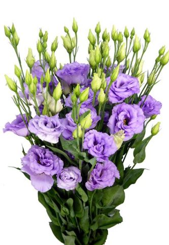 lisianthus-corelli-lavender-70