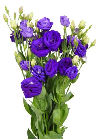 lisianthus-morado