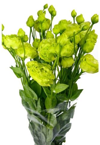 lisianthus-verde-2