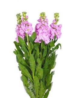 matthiola-iron-pink-65