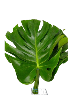 monstera-mediana-removebg-preview