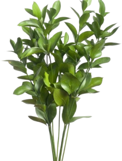 paquete-de-ruscusamorossa-620080.jpg-removebg-preview