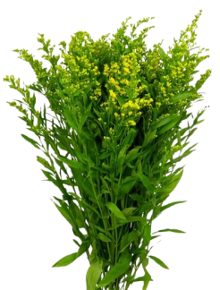 solidago-golden-glory-70-removebg-preview