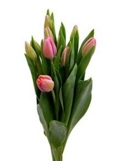 tulipan-carola-38