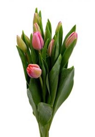 tulipan-carola-38