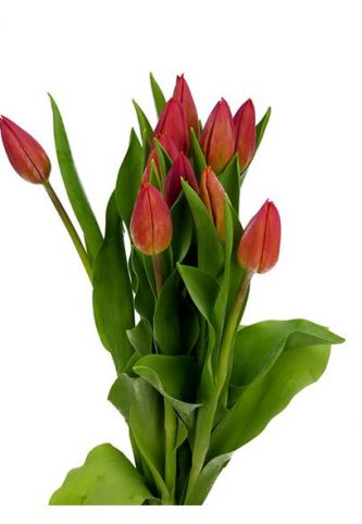 tulipan-strong-energy-40