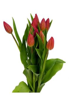 tulipan-strong-energy-40