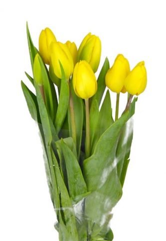 tulipan-strong-gold-38