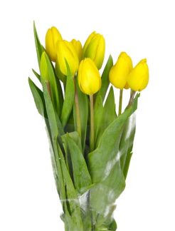 tulipan-strong-gold-38