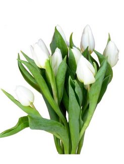 tulipan-white-prince-35