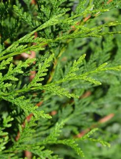 tuya-verde-thuja-plicata-atrovirens-2030-cm-de-alto-800x800